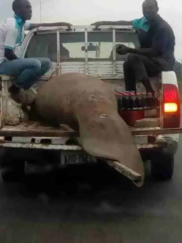 See The Giant Fish That Was Caught In Port Harcourt (Photos)